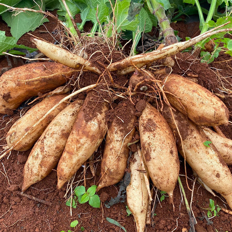 产地直发云南天山雪莲果黄心应季新鲜水果现挖现发110斤带箱6斤小果