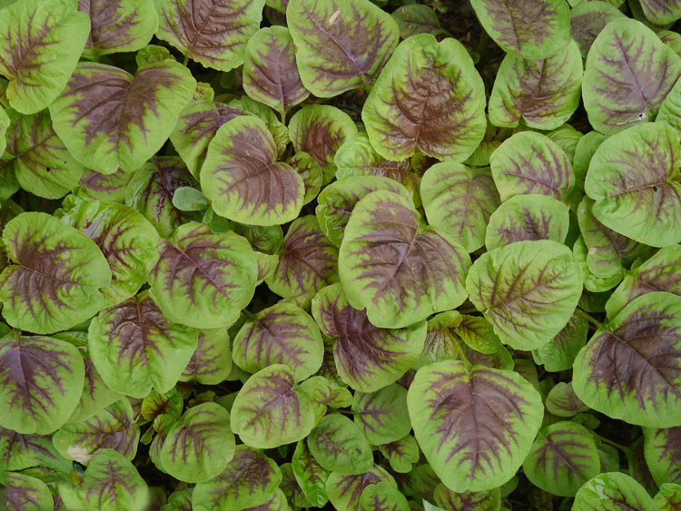 蔬菜籽绿苋菜红苋菜种子雁来红老少年三色苋荇菜红千菜谷 红苋菜一斤