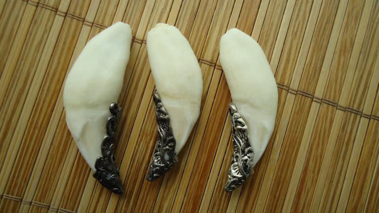 真青藏高原藏獒牙 狼狗牙 黑 男士项链吊坠 藏獒牙第一大特点就是粗壮