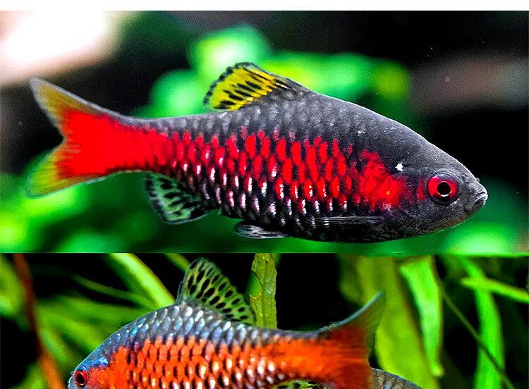 钻石彩虹鲫鱼火翅彩红鲫原生冷水淡水观赏鱼异斑小鲃巴懒人鱼活体