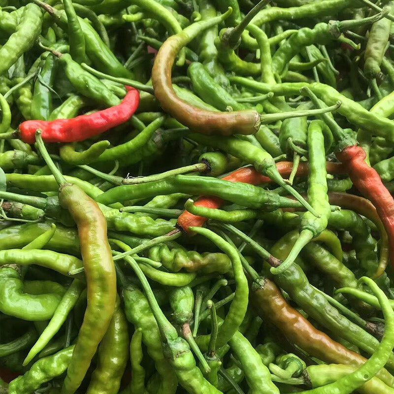 邵阳本地辣椒湖南辣椒农家土辣椒辣椒线椒青红混发秋辣椒丑辣椒辣 3斤