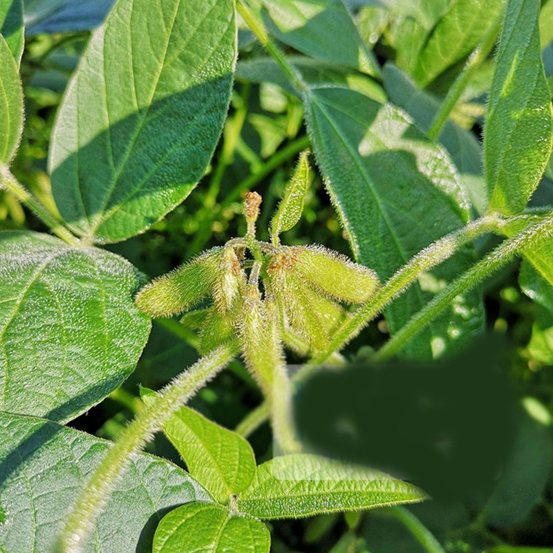 早黃豆種子農家自種大豆種籽特大高產早熟專用能發芽生豆芽10斤小黃豆