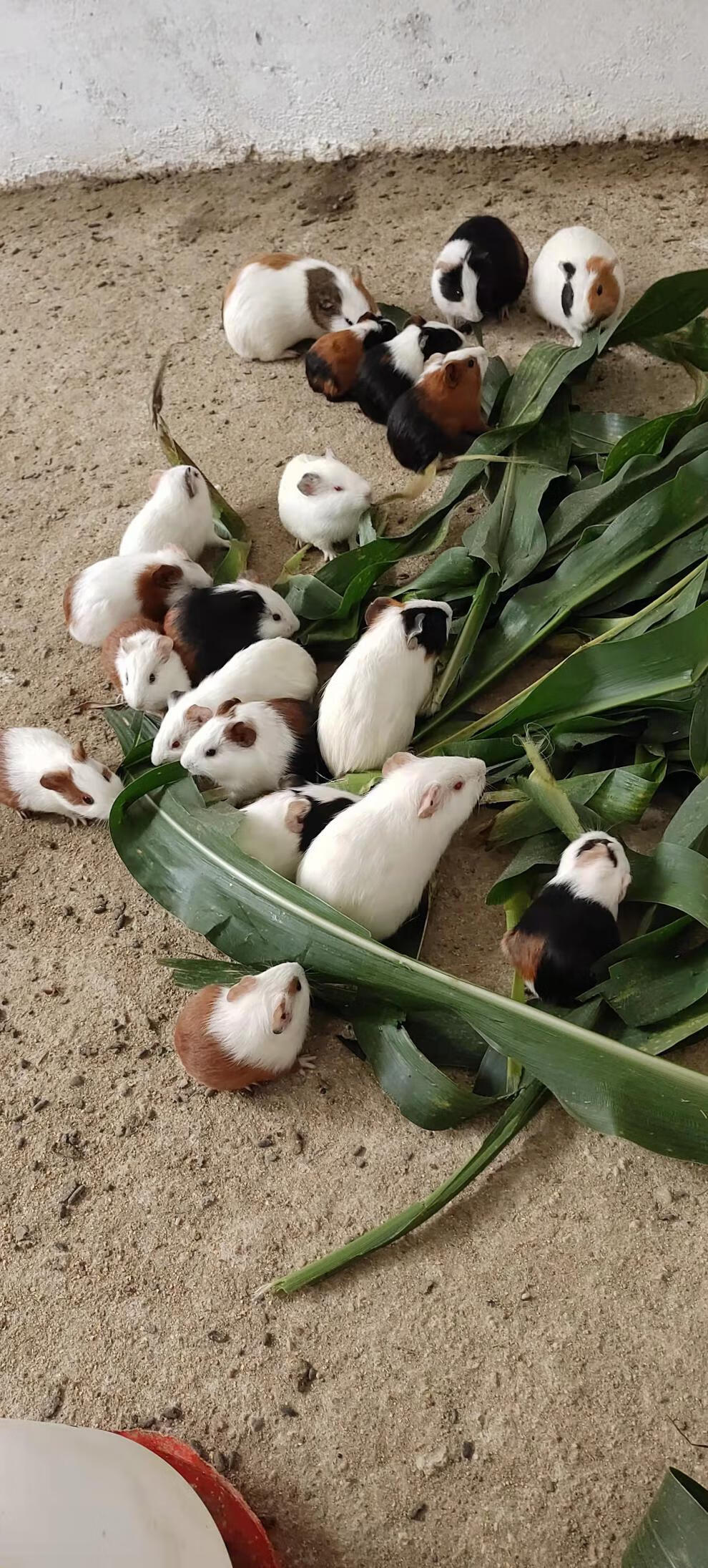 荷兰猪活体荷兰猪活物荷兰猪宠物鼠活体鼠活物荷兰兔活体幼崽 黄色