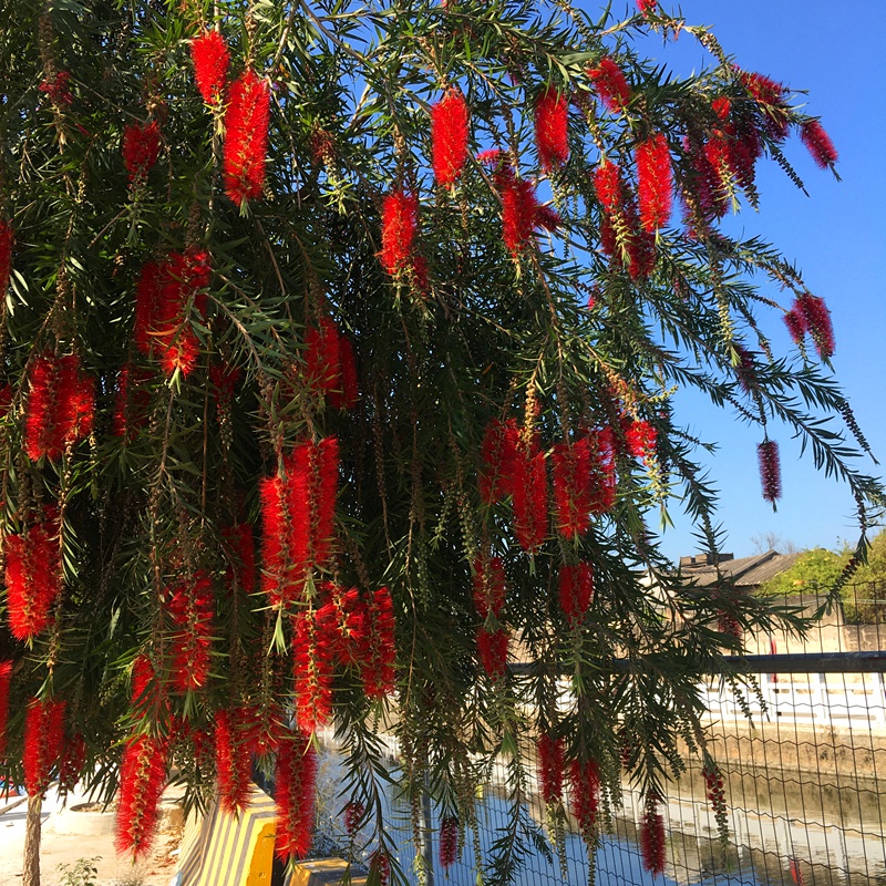 耐寒木本樹苗串錢柳植物垂枝紅千層紅柳樹庭院行道室外盆栽地栽樹單枝