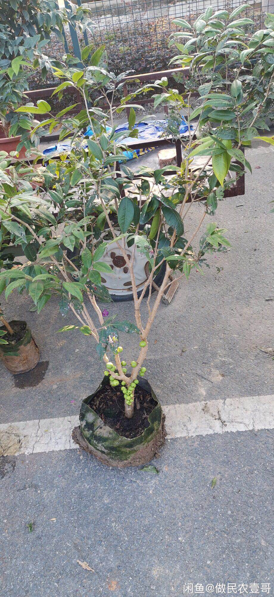 嘉宝果树名贵加宝果树苗艾斯卡红妃四季嫁接水果苗盆栽地栽 5年苗红妃