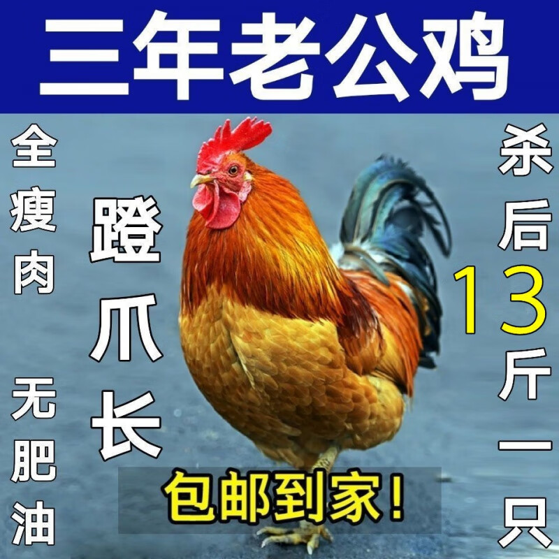 老公鸡纯粮散养大公鸡笨公鸡土鸡老公鸡土公鸡活鸡宰杀鸡腰子 二年