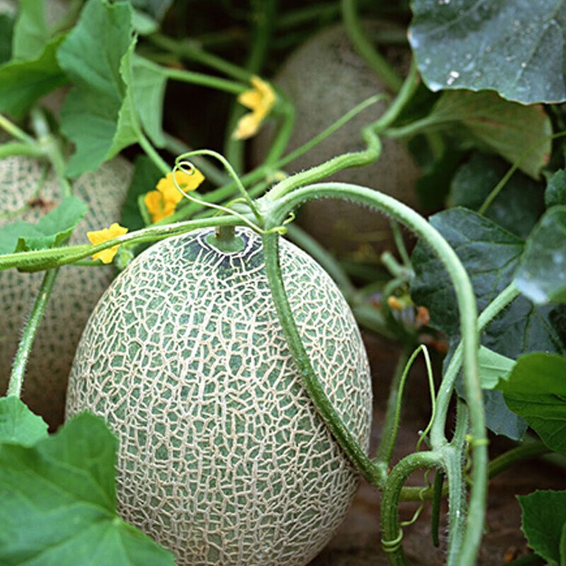 (/)海南哈密瓜 西州蜜 小蜜25号晓蜜网纹瓜 新鲜水果整箱香甜蜜瓜