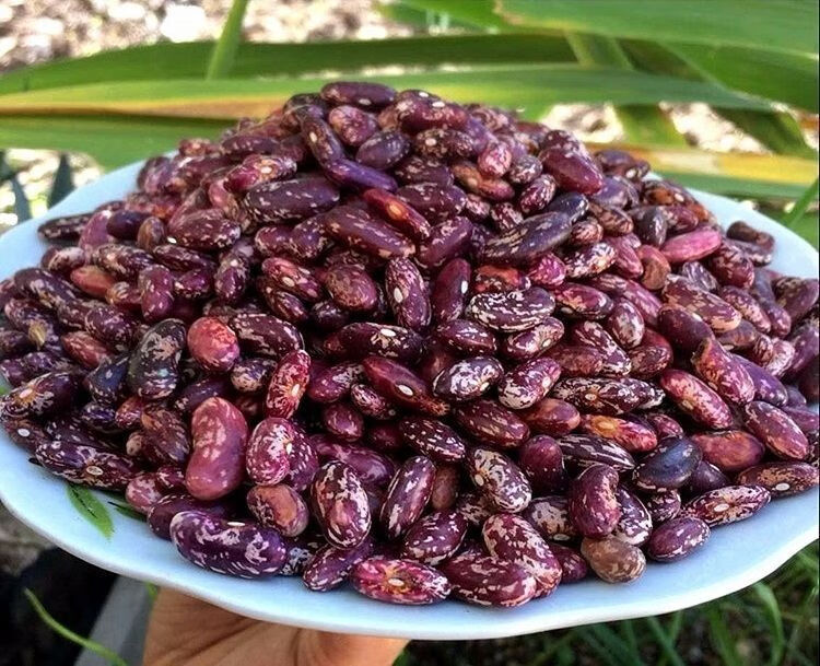 贵州毕节特产农家自产干四季豆米花芸豆酸菜豆米火锅花豆豆子包邮 1斤