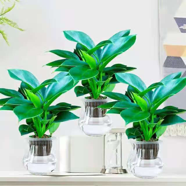 【精选】【玻璃水培】绿公主大叶金钻盆栽净化空气绿植新房绿植办公室