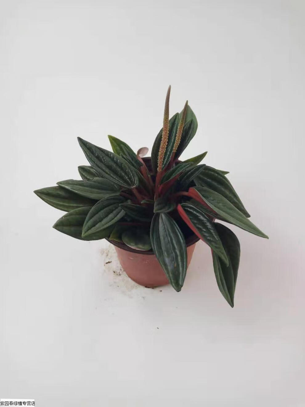 园艺红天使椒草室内植物盆栽办公桌绿植盆栽红天使椒草黑美人迷你盆栽