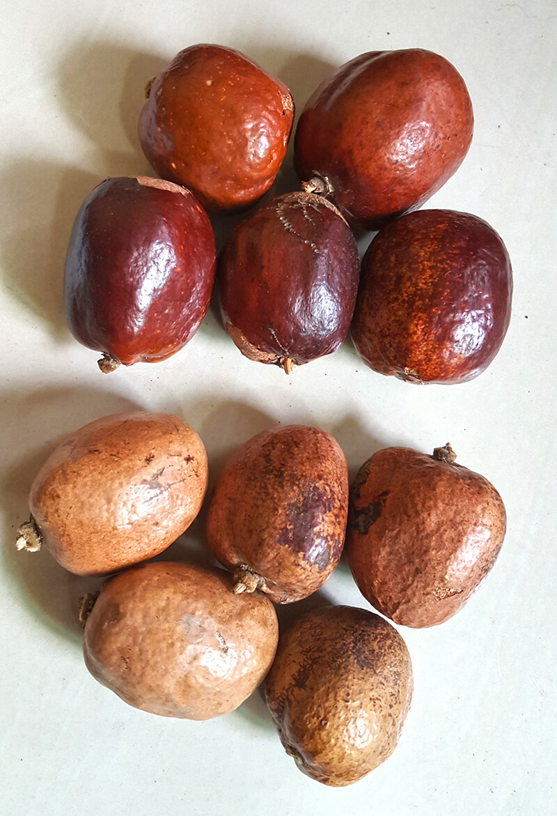 佛心果金灯菩提释迦菩提菩提子原籽空心菩提项链原果千眼菩提吊坠sn