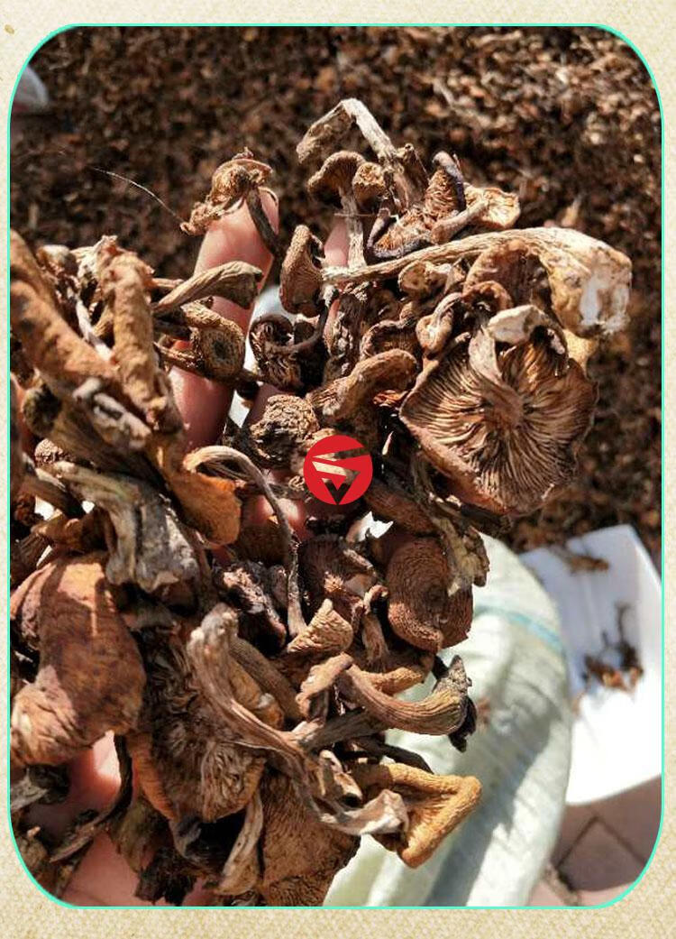 榛蘑片500克干货东北新货小鸡炖蘑菇香菇菌类【图片 价格 品牌 报价】