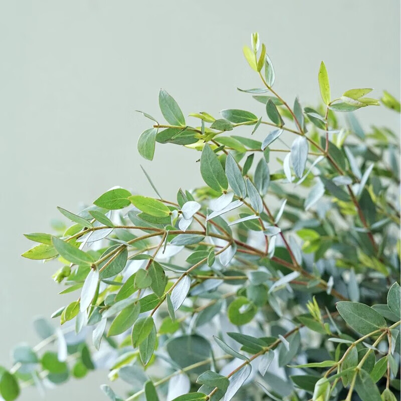 儒蝶鲜花云南基地鲜花直发鲜花配叶尤加利叶桉树叶驱蚊鲜花办公室用花