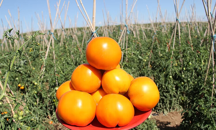 味蕾乐大黄柿子内蒙五原黄色西红柿现摘番茄水果铁皮碱地生吃番茄 现