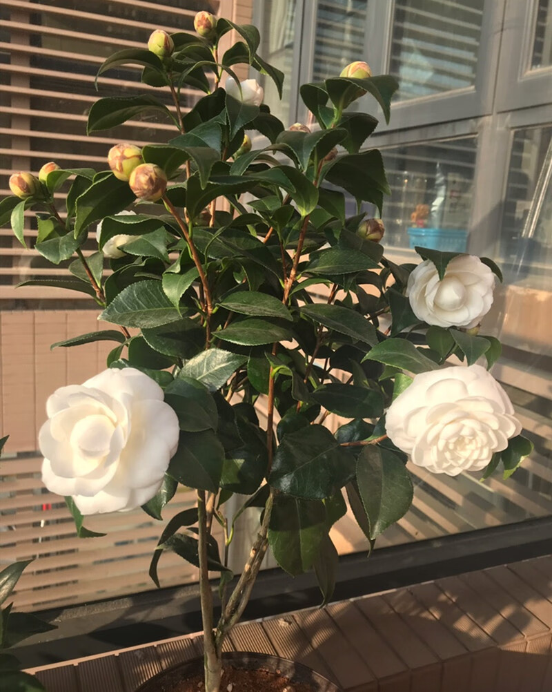 东方亮白山茶花树苗四季绿植盆栽阳台名贵花卉植物白色花水晶白t5