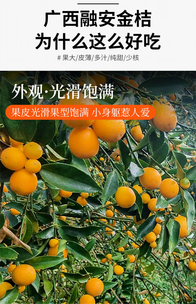【顺丰闪送-多地隔日达】广西融安滑皮金桔5斤新鲜脆蜜金桔水果橘桔子