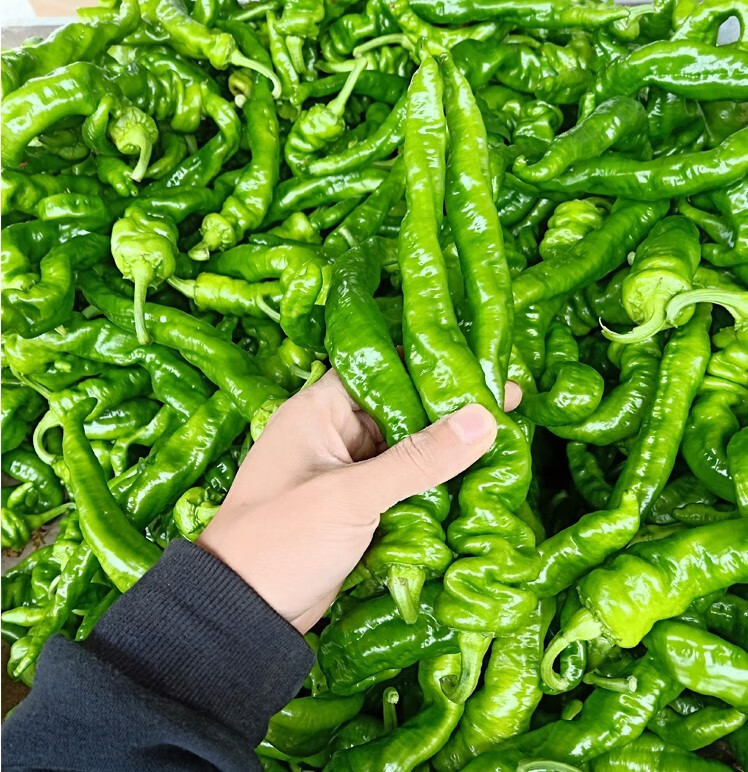 新鲜螺丝椒湖南特产农家自种时令蔬菜软皮薄皮青皱皮