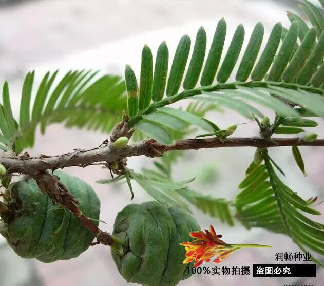 水杉树种子梳子杉绿化树木园林庭院景观高直壮挺拔树木当年新采种种子