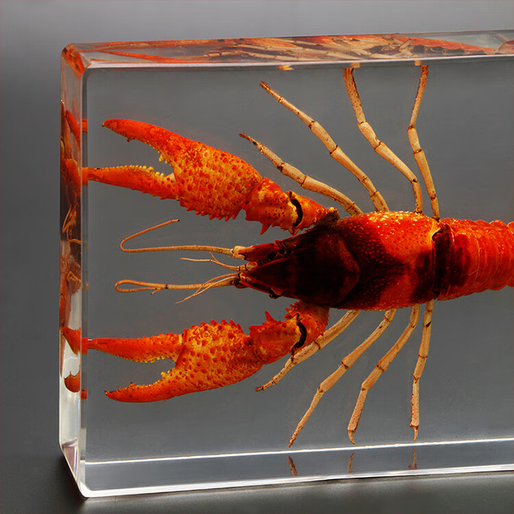动物昆虫标本创意家居办公装饰摆件儿童早教工具透明树脂礼品 龙虾