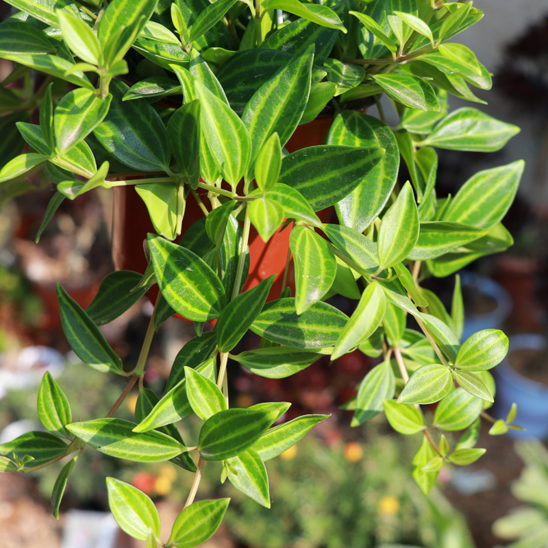 钻石翡翠盆栽 吊兰植物花卉装修房室内绿植卧室书房办公室摆放 钻石