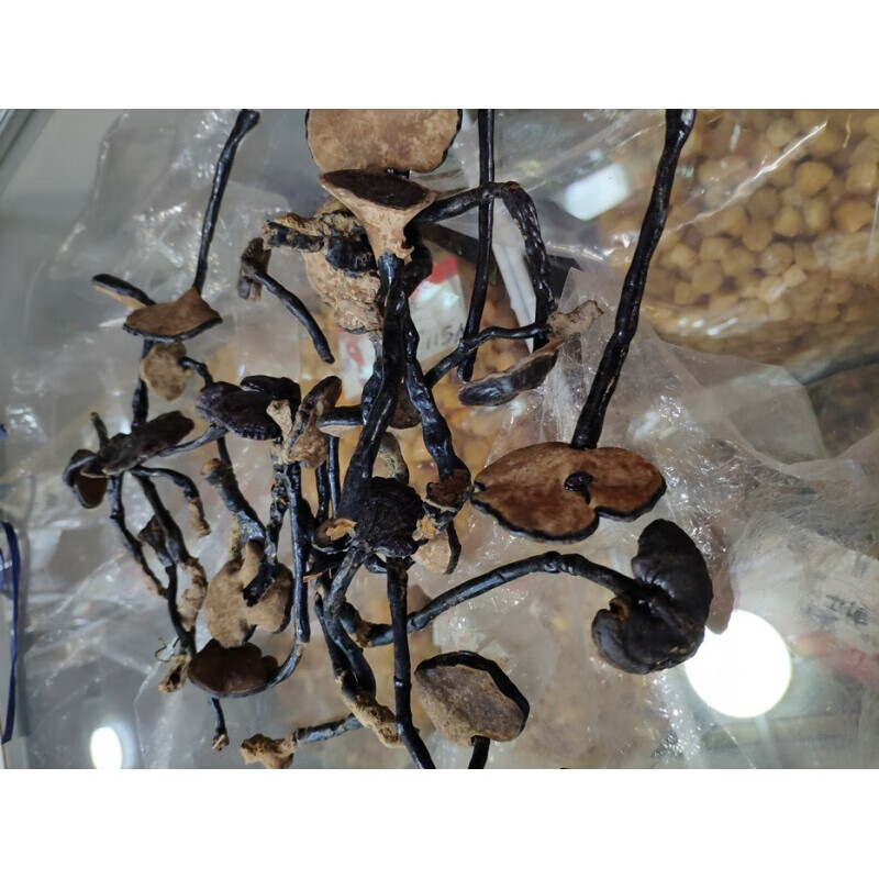 海南精选野生竹灵芝250g整枝长颈厚肉竹林芝干货煲汤材料** 500g