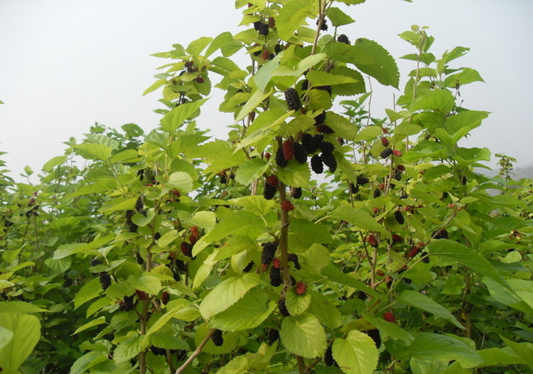 瑞天桑樹苗果桑桑果樹苗臺灣長果桑地栽盆栽南方北方種植泰國黑桑果