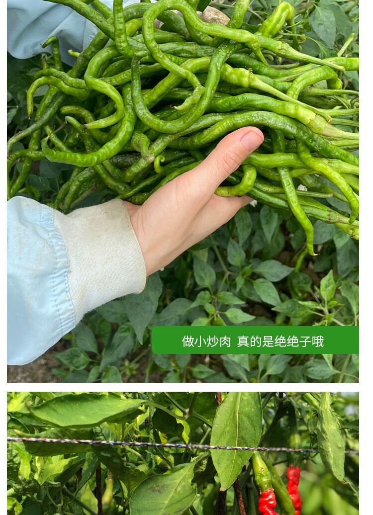 采缇 湖南新鲜长鸡肠辣椒青辣椒蔬菜现摘香辣青椒椒皱皮辣椒 4斤