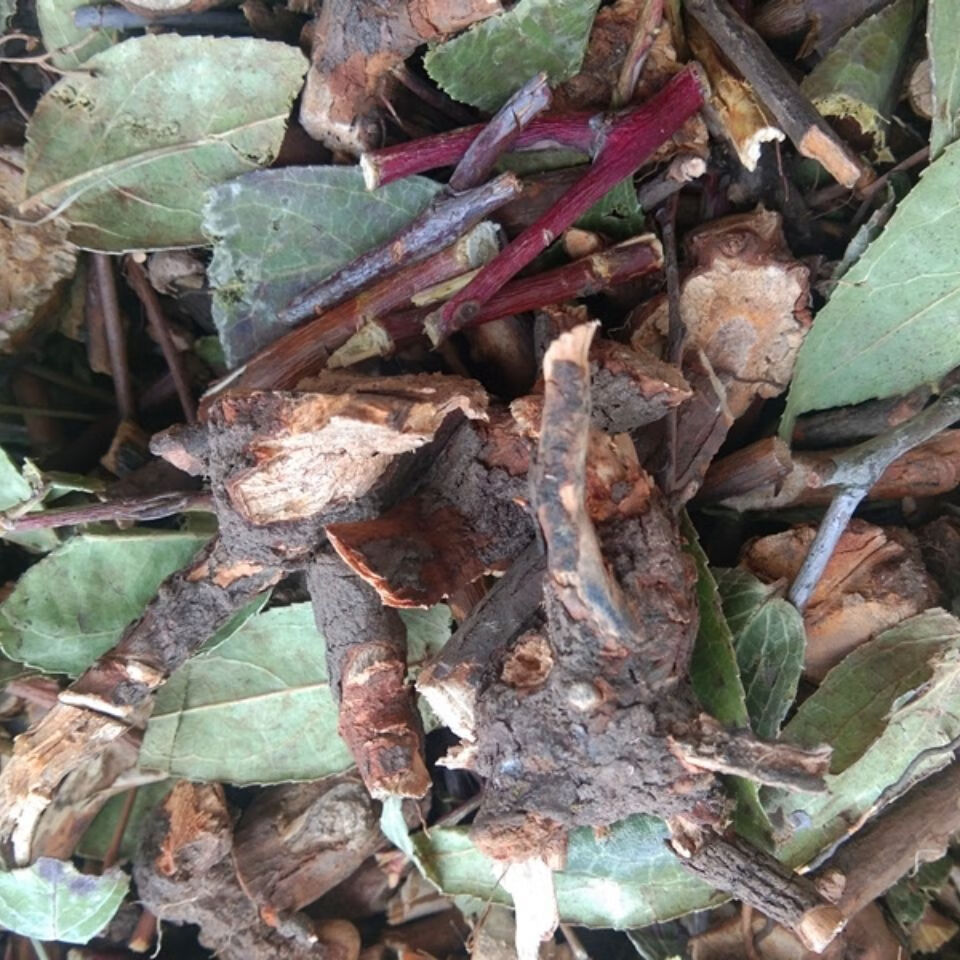 伟博贵州透骨香中药材滇白珠透骨草全株干货满山香搜山虎500g克500g