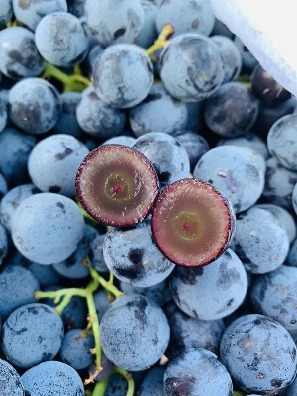 水果 葡萄/提子 彩果小姑 正宗蓝莓葡萄新鲜无籽纯甜口甜脆孕妇水果5