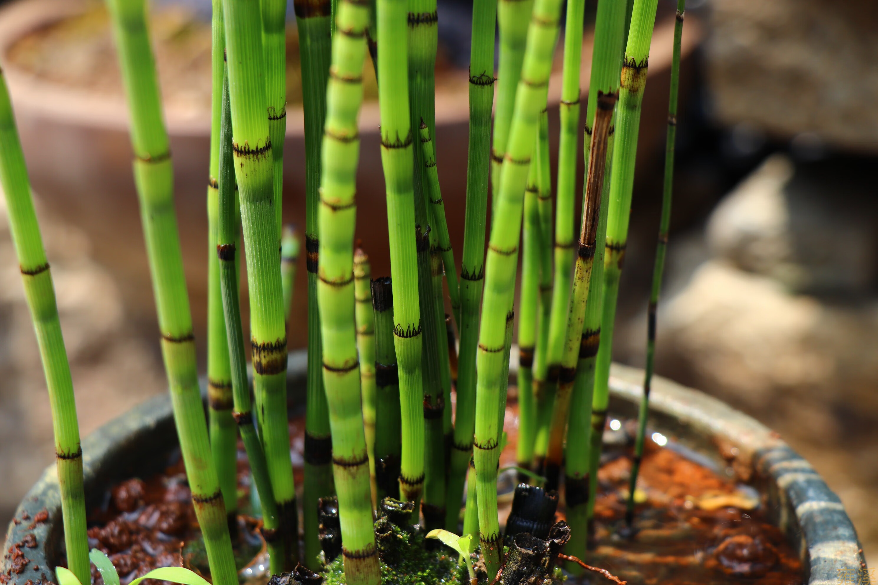 木贼盆栽耐寒喜光四季常青笔管草笔头草别墅庭院日式意境新奇植物
