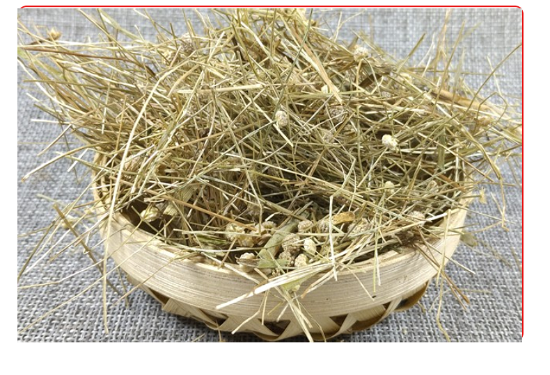 山间谷草谷精草500g新货谷精珠鱼眼草珍珠草天星草佛顶珠