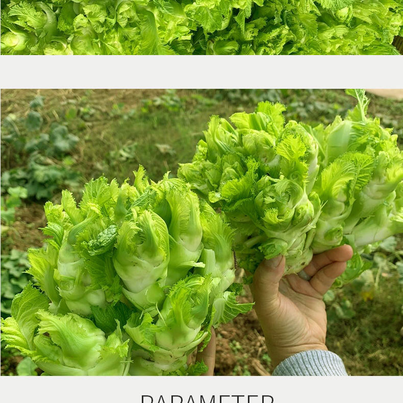 四川特产儿菜新鲜蔬菜娃娃菜抱母菜特价蔬菜咸菜原料农家自种11月16日