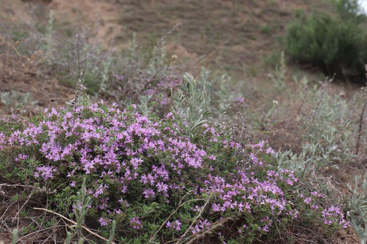 定制京选优品地椒叶地椒草500g百里香调料陕北产铁锅炖羊肉羊汤