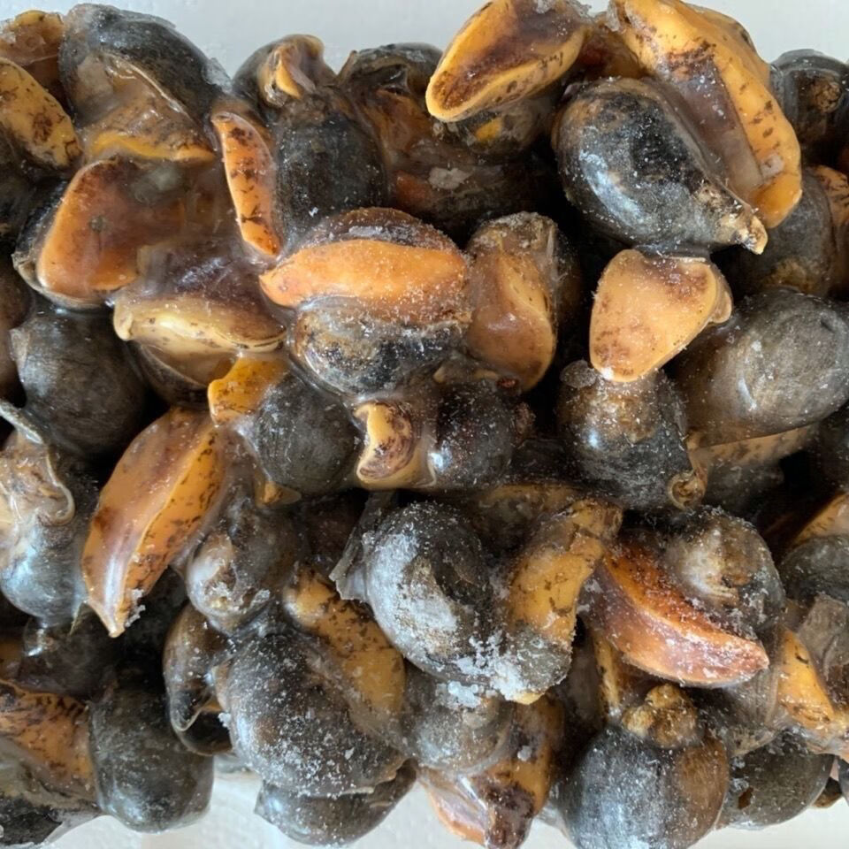 自家渔船捕捞假鲍鱼海蜗牛鲍鱼螺老婆脚肉质q弹未去壳四斤