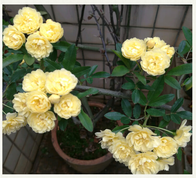 重瓣黄木香花苗甜蜜红木香苗爬藤植物庭院浓香四季七里