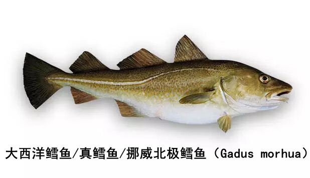 银鳕鱼新鲜宝宝辅食500g深海鳕鱼片冷冻雪鱼500g