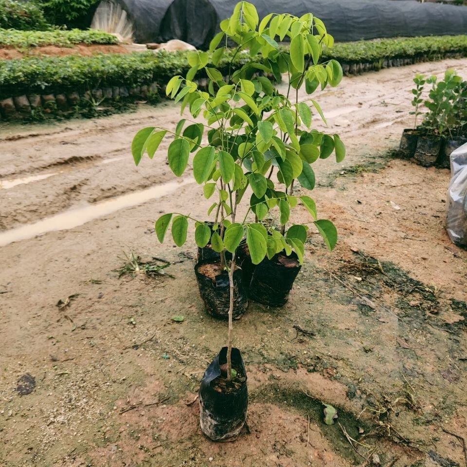 名贵珍稀树苗老挝大红酸枝苗交趾黄檀树苗酸枝木苗苗木庭院树苗120一