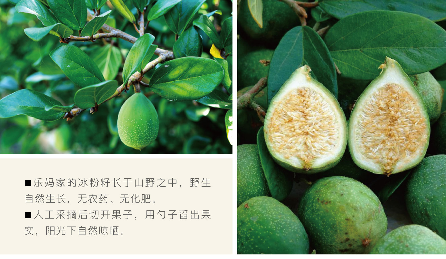 宓蝶乐妈食集云南野生冰粉籽250g手搓薜荔籽爱玉子木莲凉粉籽不加石灰