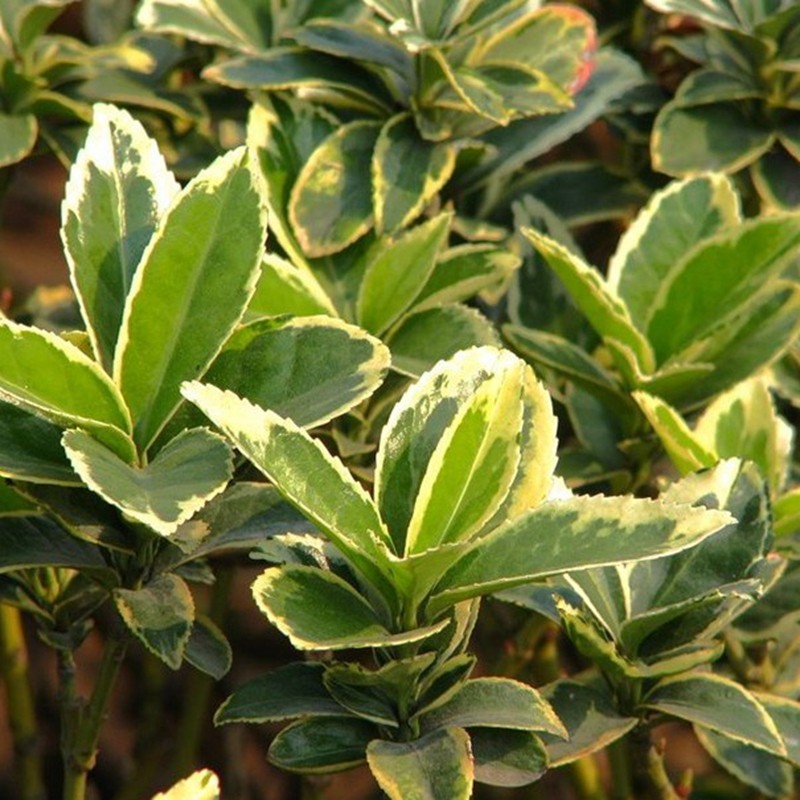 金边黄杨金边黄杨苗金边冬青苗 冬青苗庭院四季常青树苗篱笆植物 40