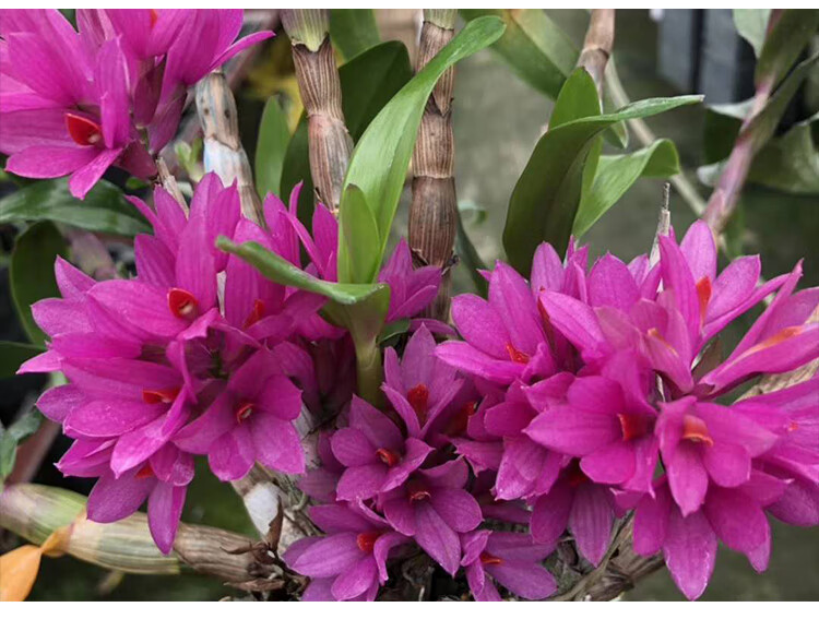 带花苞水莲石斛苗原土原盆发货姬美石斛兰红莲石斛室内绿植盆栽h 紫红