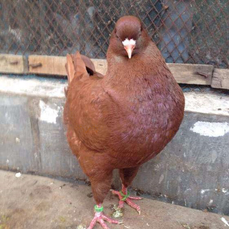 元宝鸽子特大一对巨型活体鸽子苗大体型超大公斤青年种鸽观赏肉鸽