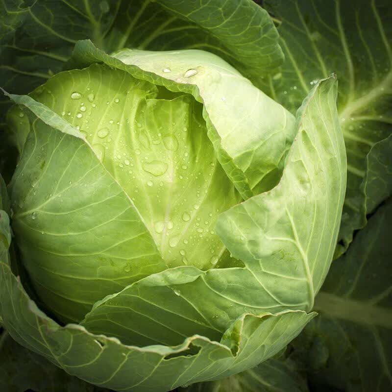 现摘云南新鲜包菜卷心菜莲花白圆白菜绿甘蓝时令蔬菜大头菜5/10斤 带