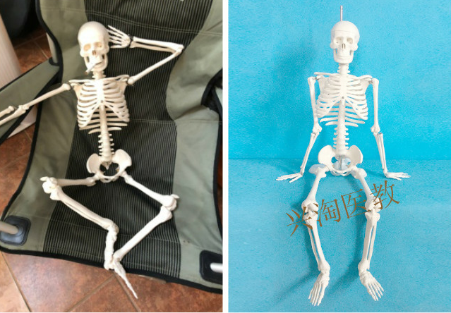 仟佰家 人体骨骼模型教学45cm85cm支架肌肉骷髅可活动骨架模型 b款85