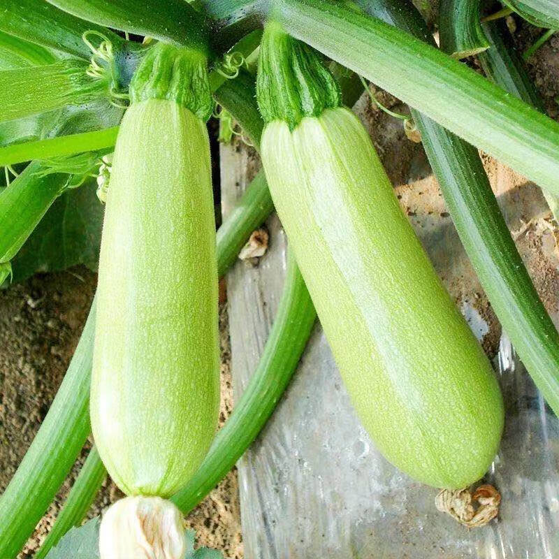 高产西葫芦蔬菜秧苗占瓜苦瓜黄丝瓜苗子阳台盆栽地载蔬菜瓜苗批发一级