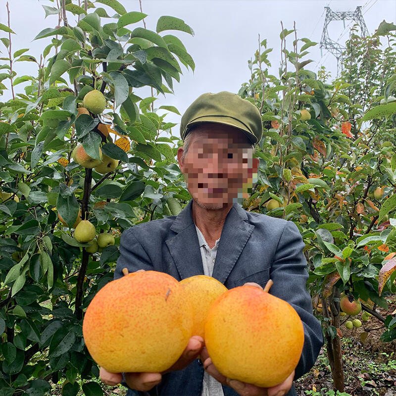 云南早酥小红梨新鲜水果梨子火把梨酸甜酥梨香梨小红梨