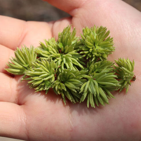 有仁堂同仁-堂野生杜仲花500g/50g特级杜仲雄花张家界杜仲茶男性雄花