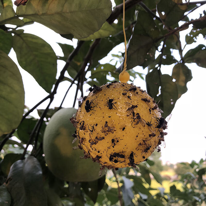 果树粘虫球诱蝇球柑橘大实蝇诱捕球小食蝇诱球沾虫球瓜果实蝇球黄色75