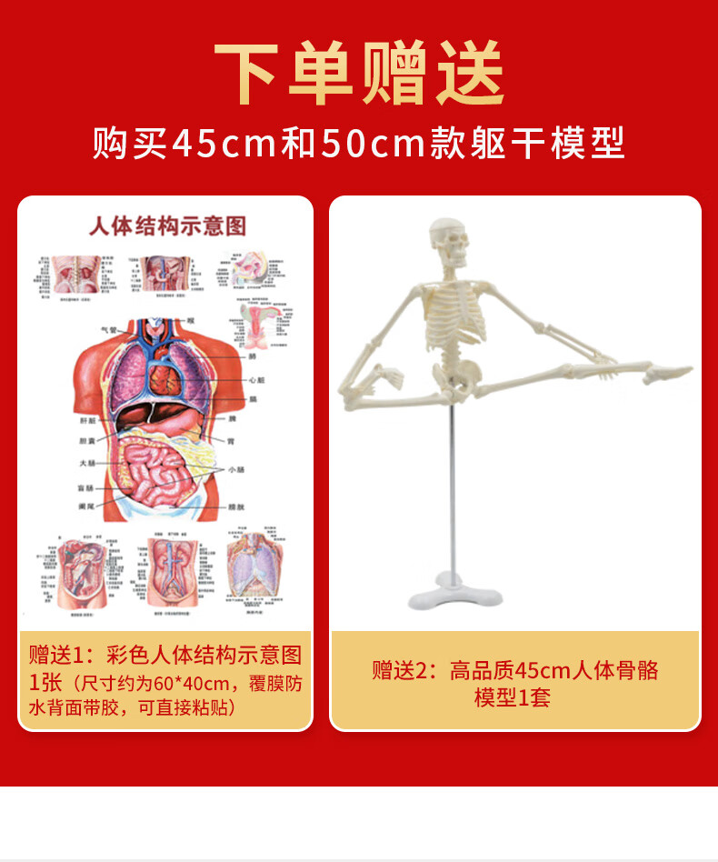 60jd健康60人体解剖模型内脏心脏器官结构全身可拆卸医学教学躯干