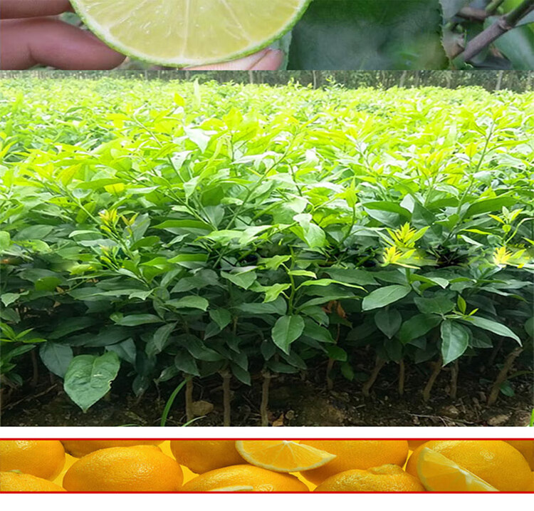 柠檬苗 果树苗 盆栽 柠檬树苗 盆栽带果 柠檬苗 柠檬苗 四季结果 南北