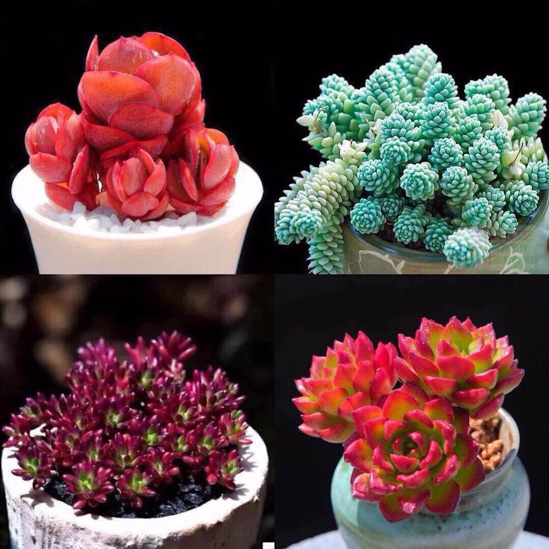 陆地ld多肉植物肉肉大株群生贵货室内桩紫米粒多肉组合荧光色单独植物